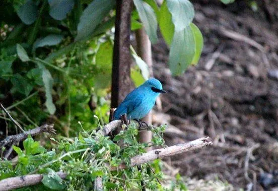 Birds and wildlife photographed around Binsar Wildlife Sanctuary (2)