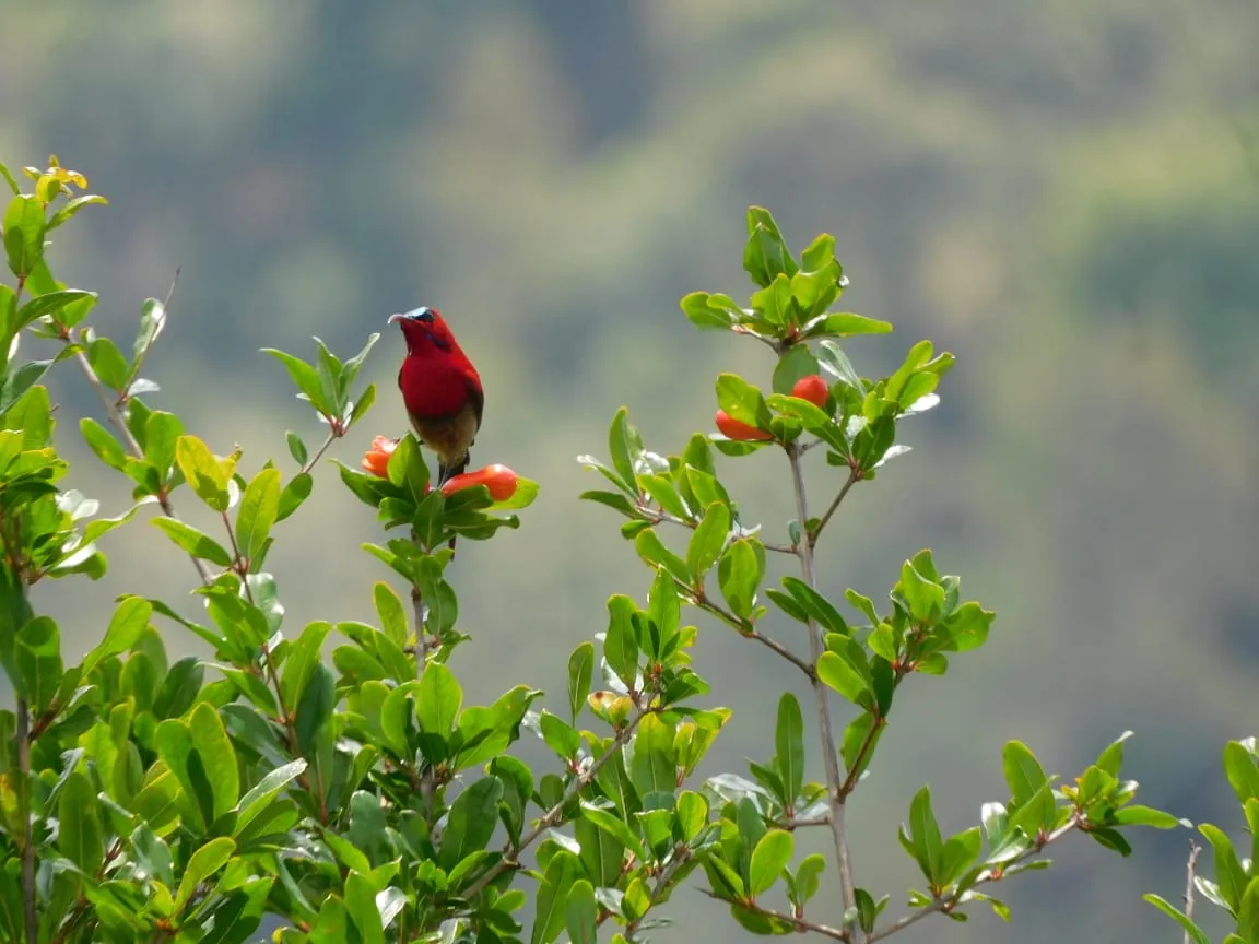 Birds and wildlife photographed around Binsar Wildlife Sanctuary (16)