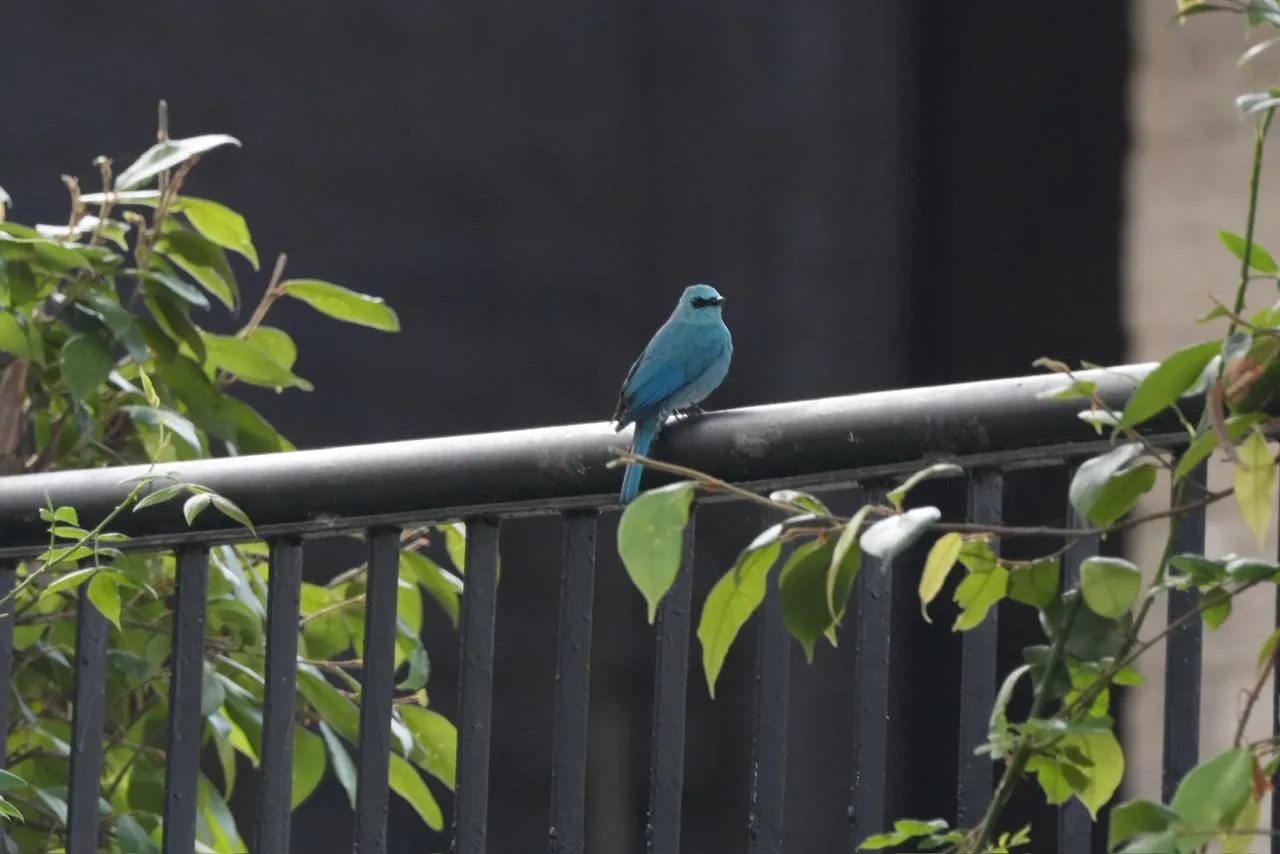 Birds and wildlife photographed around Binsar Wildlife Sanctuary (19)