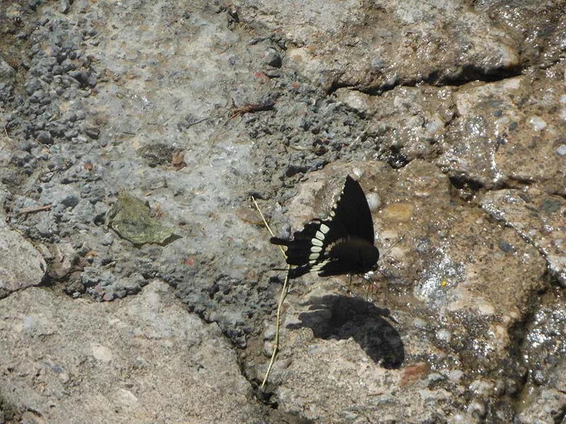 Birds and wildlife photographed around Binsar Wildlife Sanctuary (14)